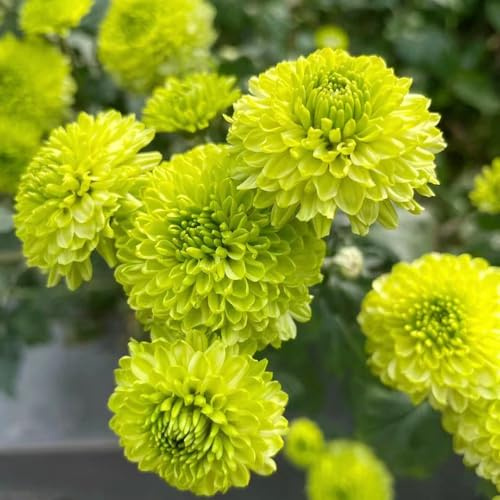 semi di crisantemo decorazioni da giardino per esterni arredamento del soggiorno Perenni resistenti semi di come bomboniera selvatici da balcone 120pcs