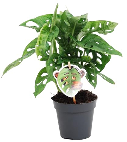 Trendyplants - Monstera Obliqua 'Monkey Leaf' - Lochpflanze - Zimmerpflanze - Höhe 15-35 cm - Topfgröße Ø12cm