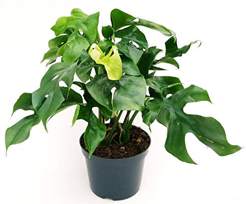 POWERS TO FLOWERS - PHILODENDRON, PHYLODENDRON MINIMA, pianta vera