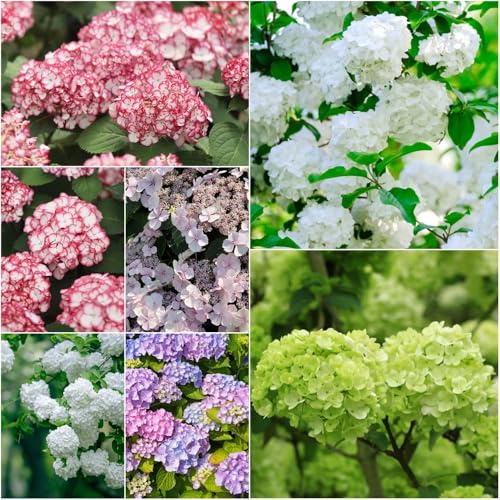 hortensia resistentes - semillas - Serie Raras semillas de jardín silvestres perennes resistentes balcón hortensia decoración balcones en 250pcs