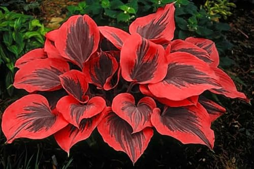 Bulbi di hosta resistenti (senza semi, non artificiali), pianta ornamentale perenne, splendida, profumata, da piantare in giardino-3 bulbi-C