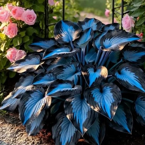 Bulbos de hosta-Ecologización/Ideal para decorar tu jardín/Embellece el entorno-4 bulbo
