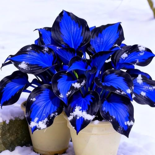 Blooming Gigante Rizoma Hosta-Richiede Poca manutenzione/Resistente/Decorazione da Giardino/Perfetto per chi è sempre indaffarato.-4Rizoma-H
