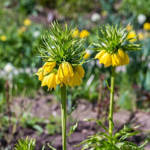 fritillaria - corona imperiale, resistenti giardino e balcone corona imperiale rialzata giardino per interno rari a primaverile 8bulbi