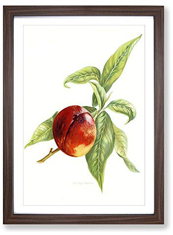 Big Box Art Vintage Peach Illustration of a Nectarine Framed Wall Art Picture Print Ready to Hang, Walnut A2 (62 x 45 cm)