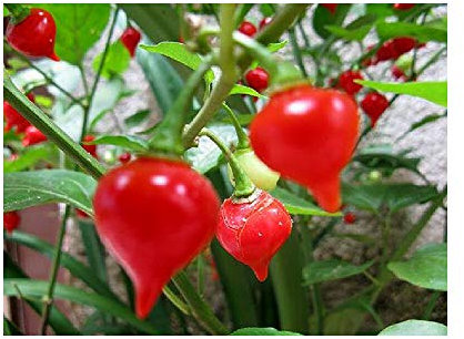 Viridis Hortus - Biquinho Red (Pearl Peppers) (20) Fruit/Vegetable Seeds