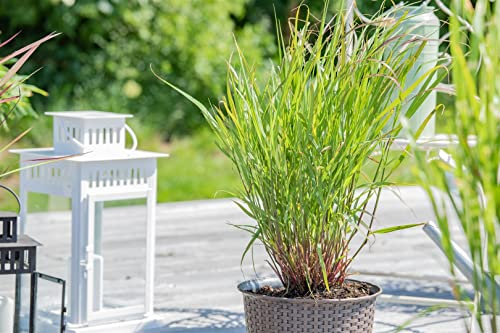 Rutenhirse Panicum virgatum Rehbraun Ziergras winterhart mehrjährig