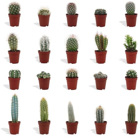 DutchLeafs Mini-Kakteen Mix 20 Stück - Verschiedene Kakteen - Topf 5,5 cm - Kleine Pflanzen Mischung - Höhe 8-15 cm
