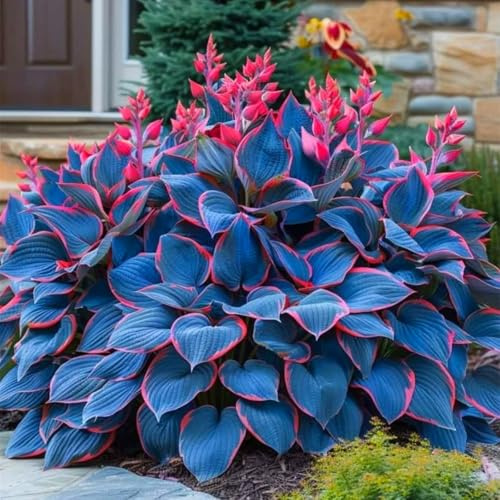 Bellissimo Hosta Bulbi, piante erbacee perenni, Hosta Bulbi grande, Ambiente paesaggistico, Hosta in vaso, profumate, pianta Hosta(Non artificiali)-4 Bulbi-E