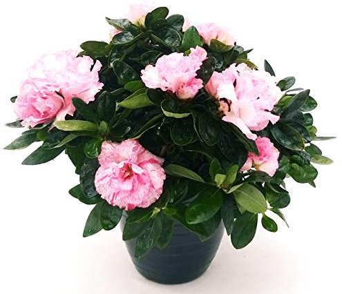 POWERS TO FLOWERS - AZALEA DA ESTERNO ROSA SCREZIATO, VARIETA' A FIORITURA ESTIVO/INVERNALE, vaso 16cm pianta vera