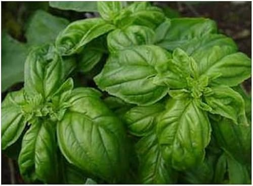 Lot de 50 Graines BIO basilic vert ITALIEN Herbe Plante Aromatique Potager - 04