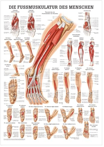 Sport-Tec Die Fußmuskulatur Mini-Poster Anatomie 34x24 cm medizinische Lehrmittel