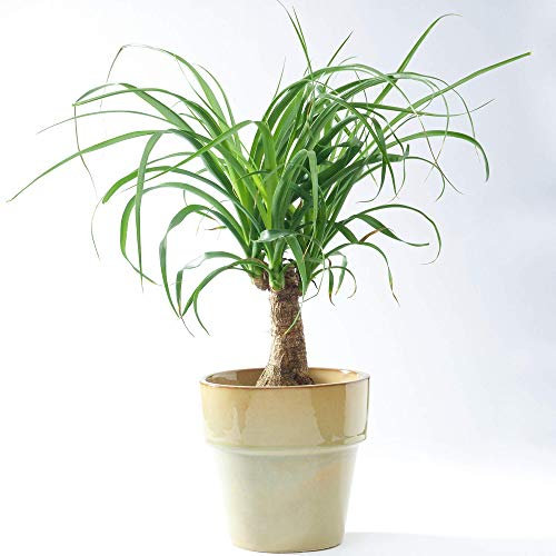 Beaucarnea Recurvata - Ponytail Palm | Indoor Potted Plant | Ideal for Home or Office | 30-40cm (Incl. Pot)