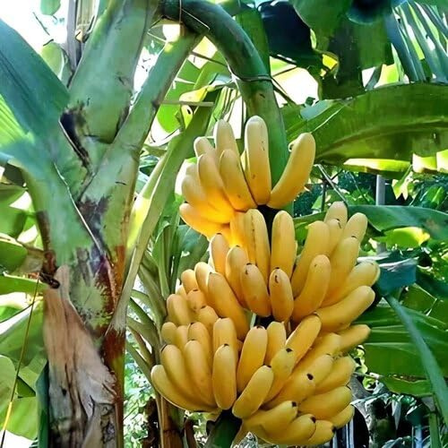 100 semillas amarillas de plátano