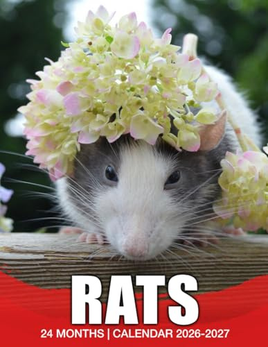 Rats Calendar 2026 - 2027: Keep Every Month Organized Jan 2026 To Dec 2027 Stunning Photography Us Holidays Perfect Gift Choice