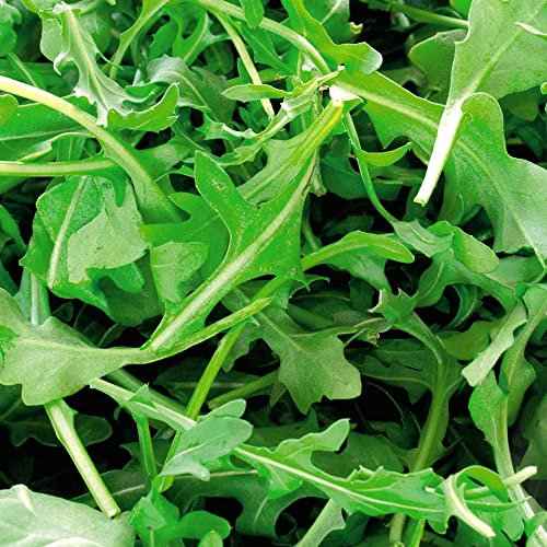 Organic Wild Rocket Seeds Arugula Rucola Roquette Mediterranean Rocket Annual Wall-Rocket Hardy Perennial Easy to Grow Your Own Garden Vegetables 1x Packet (Approx. 500 Seeds) by Thompson and Morgan