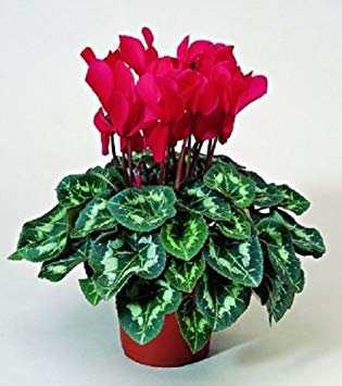 Pacchetto semi: 15 Semi di Cyclamen Sierra Syncho:Seeds
