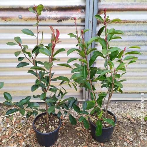 Photinia red robin, 8 piante alte 80/100 cm, vaso Ø18