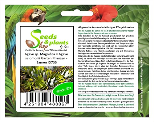Stk - 10x Agave sp. Magnifica = Agave salomonii Garten Pflanzen - Samen ID735 - Seeds & Plants Shop by Ipsa