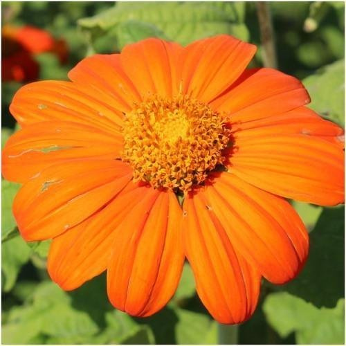 Paquet de 100 graines, la flamme du Mexique graines de tournesol (Tithonia rotundifolia)