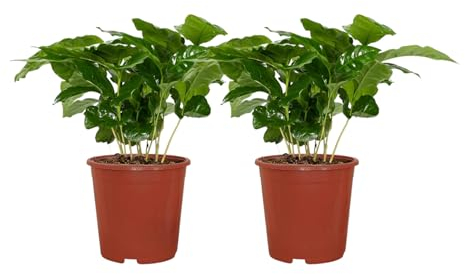 Trendyplants - 2x Coffea Arabica - Kaffeepflanze - Zimmerpflanzen - Höhe 15-35 cm - Topfgröße Ø12cm