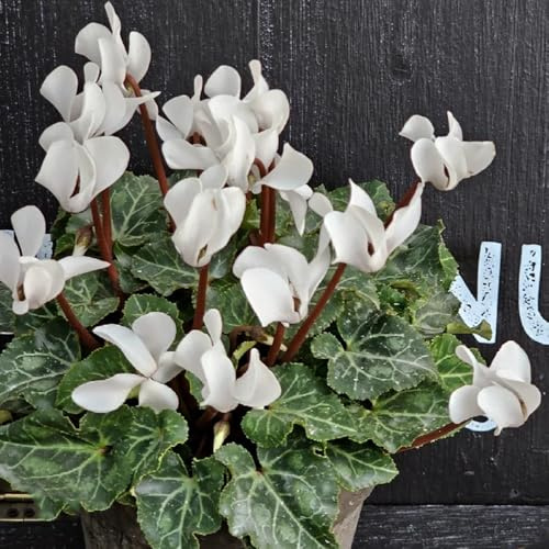 alpenveilchen blumenwiese mehrjährig, herbst deko cyclamen balkonpflanzen 60samen