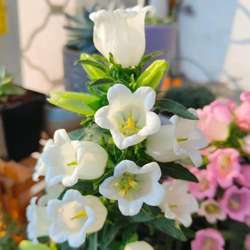 campanula, campanule - semi di per balcone rampicanti, giardino roccioso semi di tappezzanti resistenti al freddo selvatici 225semi
