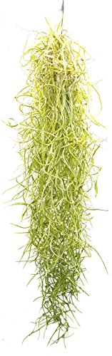 Allterra LO-978M-CRV8