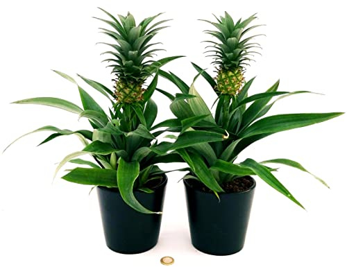POWERS TO FLOWERS - PIANTA DELL' ANANAS, 2 PIANTE, CON FRUTTO, Piante Vere
