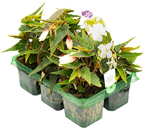 Begonia Trailing White | Hardy Garden Ready Plants | Flowering Hanging Basket Plants with Colourful Summer Flowers (6 Pack)