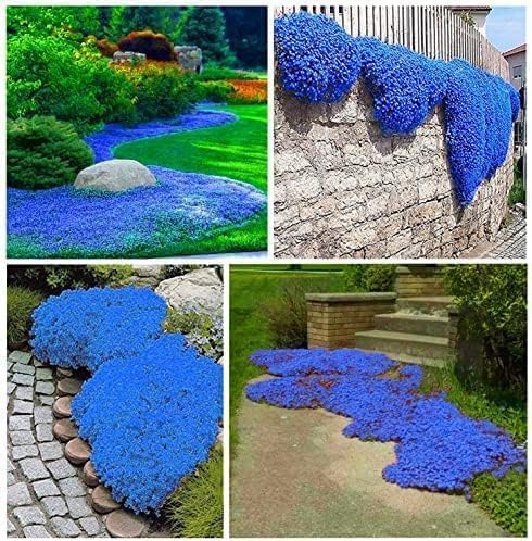 2000 Thymian-Samen, mehrjährig, Teppichbildende Pflanze, Gartenbau, mehrfachblühend, Zierpflanze für Gärten und Gartengestaltung Blue