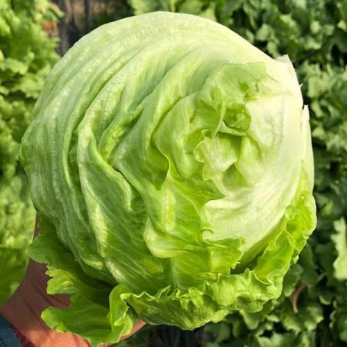Lattuga a foglia larga - semi di lattuga semi di biologici, varietà antiche resistenti per giardini rocciosi da orto aromatiche da giardino rampicanti 100pcs