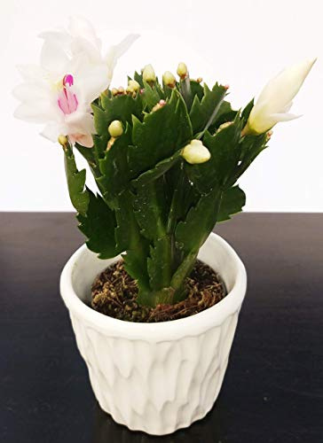 POWERS TO FLOWERS - SCHLUMBERGERA BIANCA IN VASO CERAMICA BIANCO CON SPATOLATURA IN RILIEVO, Natalina, Pasqualina, Rhipsalis, pianta vera