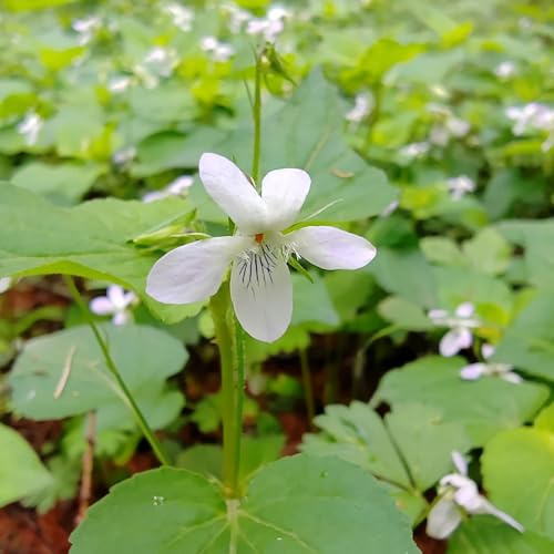 semillas violetas fragantes - Viola odorata - jardín primavera perennes resistentes para pleno sol cortadas decoración balcón con parterre 150pcs