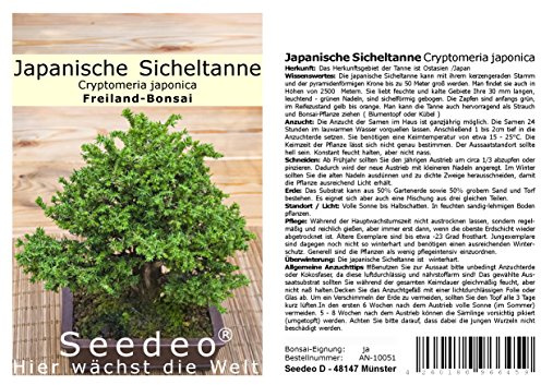 Seedeo® Japanische Sicheltanne (Cryptomeria japonica) Bonsai 100 Samen