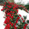 Haloppe 500 Stück Rosenblumen Pflanzensamen für die Bepflanzung des Hausgartens, Kletterrosensamen mehrjährige Topfblumensamen Gartendekoration Rot