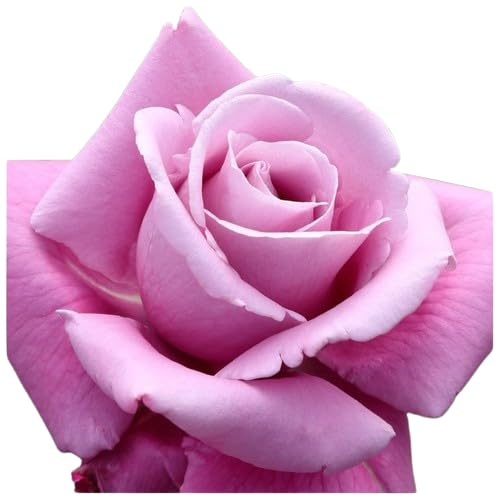 Rosal Grandiflora Rosa Flores Naturales que Elevan la Estética de tu Jardín