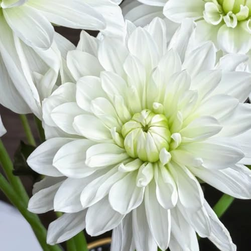 8bulbi tuberi di dalia resistenti, aconito invernale, balcone di dalia autunnali, primaverili esotiche resistenti