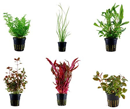 Tropica Hintergrund Set mit 6 Topf Pflanzen Aquariumpflanzenset Nr.27 | Wasserpflanzen Aquarium Aquariumpflanzen