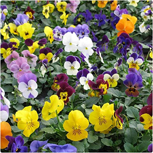 Viola Cornuta Mini Plug Plants x 24 'Vibrante Mix' F1 Winter Pansies