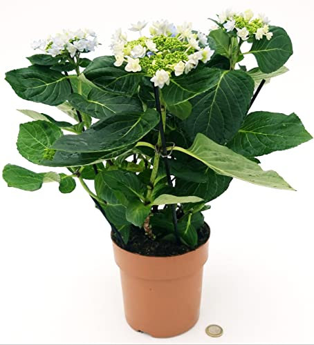 POWERS TO FLOWERS - ORTENSIA STELLATA AZZURRA, VASO 15 CM DIAMETRO, pianta vera