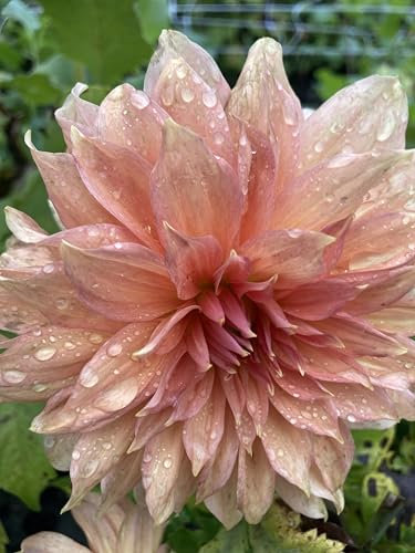 2 x Orange Pink Dahlia Fairway Spur (Giant) Tuber to Plant (Free UK Postage)