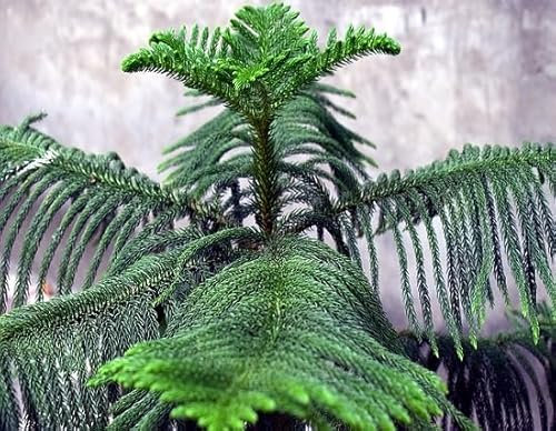 60 graines de plantes d'araucaria fraîches et neuves