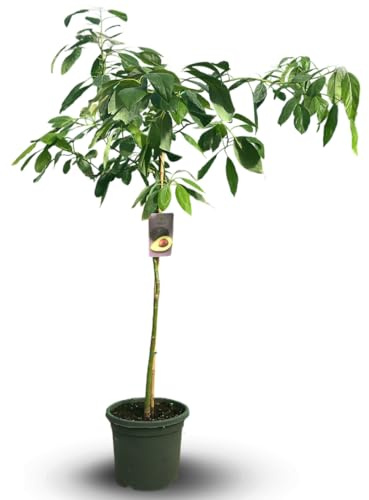 Attitude Jardin - avokado - hass - persea americana - fruktträd - 180–200 cm - ⌀ 35 cm