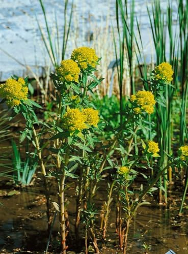Euphorbia palustris 'Teichlaterne' 9x9 cm Topf – Winterhart, Mehrjährig, Pflegeleicht – Sumpf-Wolfsmilch – Staude für Teichrand & Feuchtbeet
