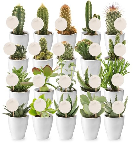 vdvelde.com - Giveaway Mini Cactus Succulent Mix 20 - - 20 Mini-Sukkulenten/Kakteen + Karten zur Personalisierung (65x65mm) - Ø 6 cm ↥ ca. 10 cm - Inkl. 20 weiße Töpfe