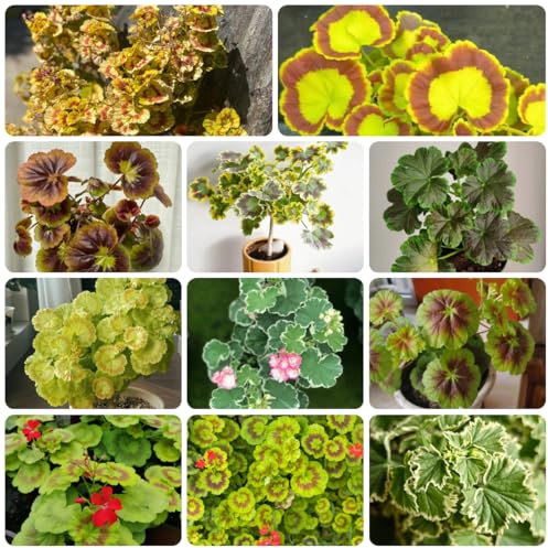 semi di geranio perenni - selvatici decorazione ufficio balcone biologici 120pcs