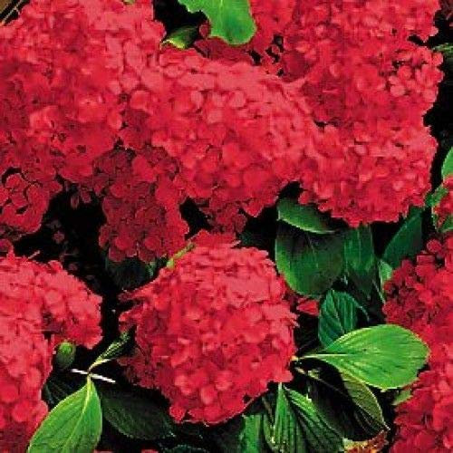 Portal Cool Hortensia Rouge * Masha * 3.5 « Pot