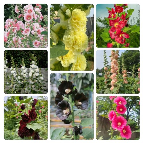 malvarose rampicanti, giardino roccioso malvarosa decorativo per l'orto di semi di d'appartamento rare semi per 400semi