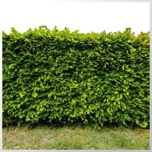 15 Green Beech Hedging Plants 2 Year Old, 2-3ft Tall, 60-90cm, Fagus Sylvatica 3fatpigs®